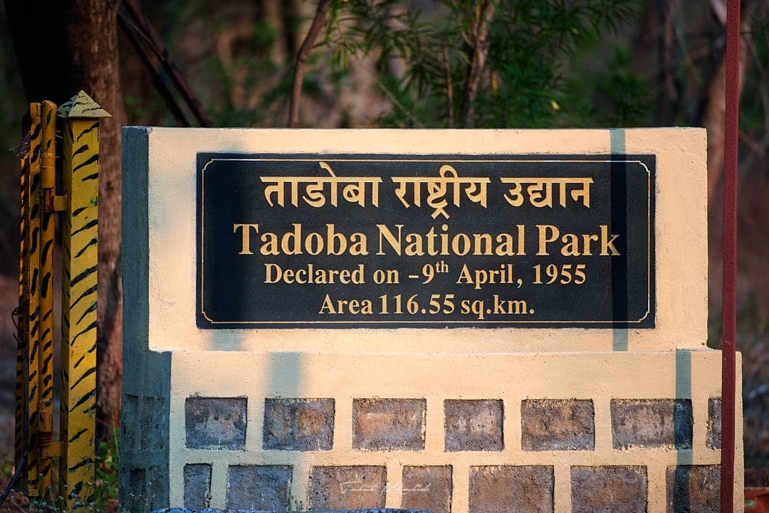 ताडोबा राष्ट्रीय उद्यान (ताडोबा अंधारी व्याघ्र प्रकल्प)